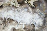 7.4" Petrified Wood (Bald Cypress) Slab - Saddle Mountain, WA - #101163-1
